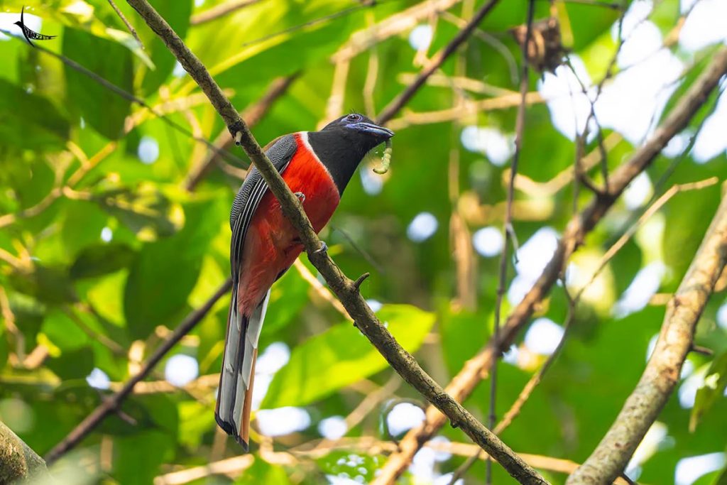 Thattekad Bird Sanctuary - Nature Nest