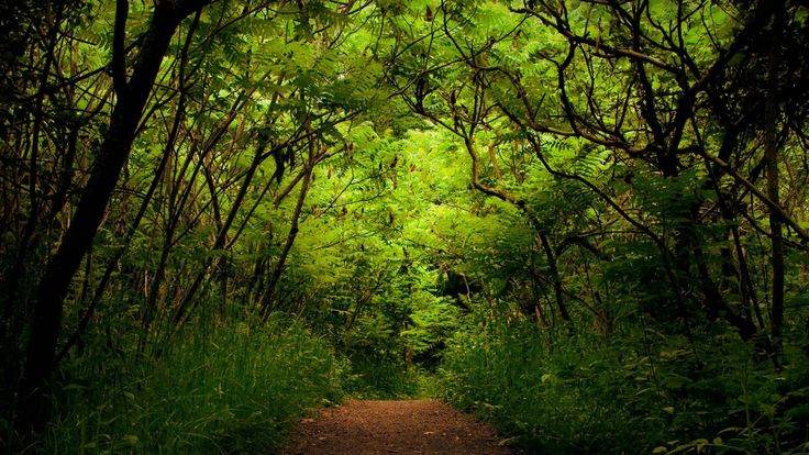 Nature Walks